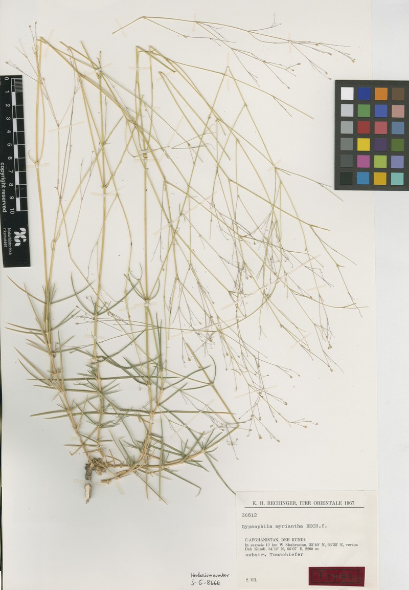 Acanthophyllum myrianthum