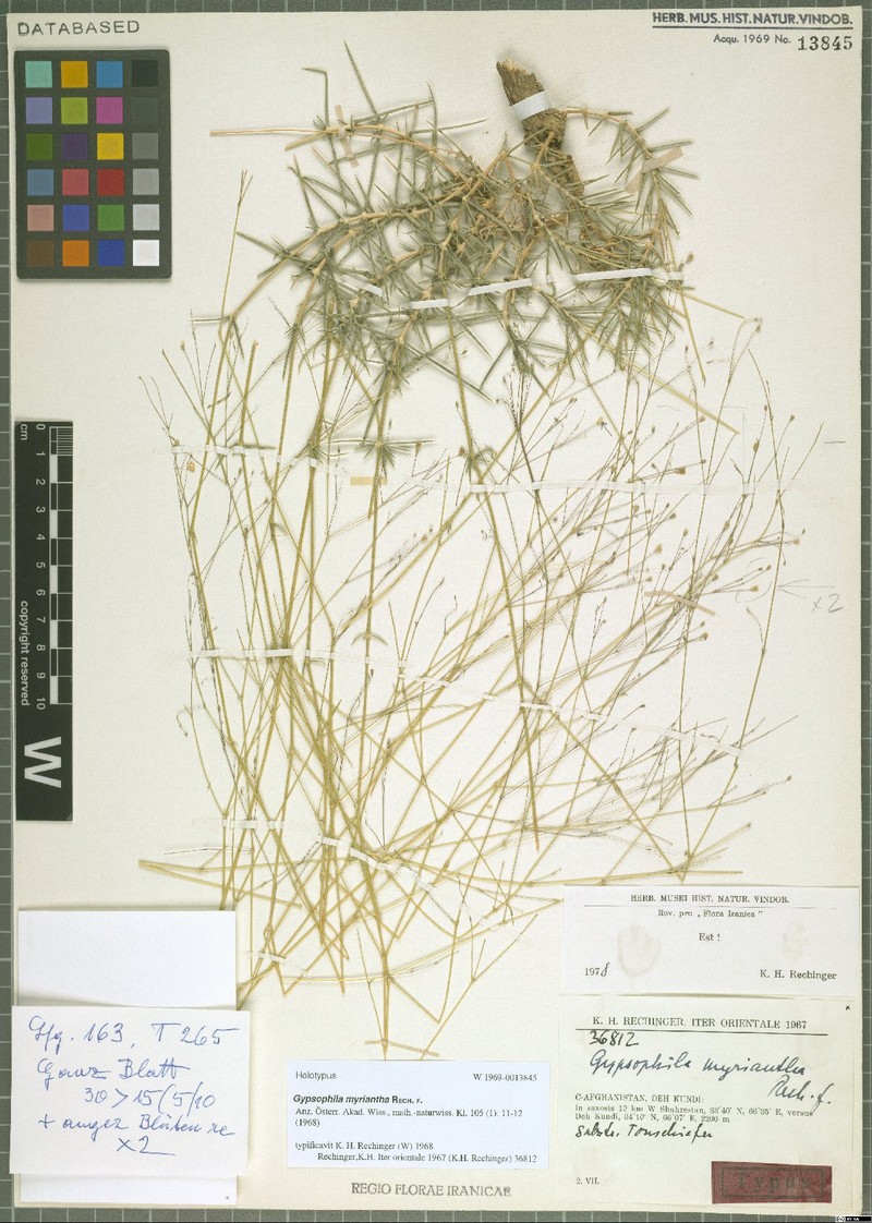 Acanthophyllum myrianthum photo 2