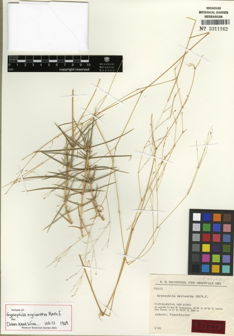 Acanthophyllum myrianthum photo 3