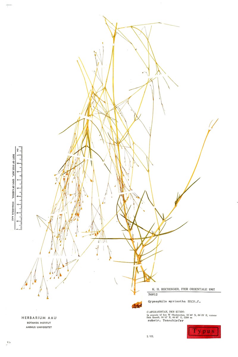 Acanthophyllum myrianthum photo 4