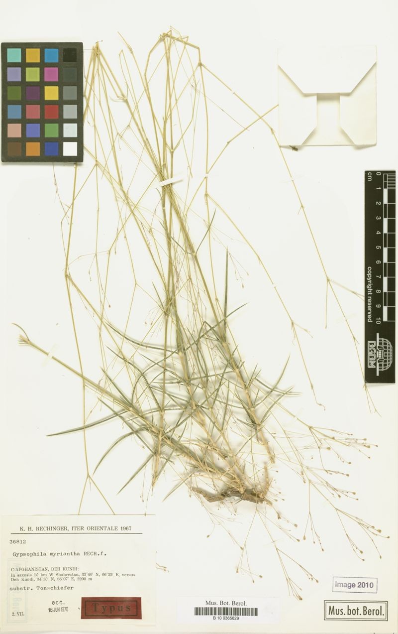 Acanthophyllum myrianthum photo 5