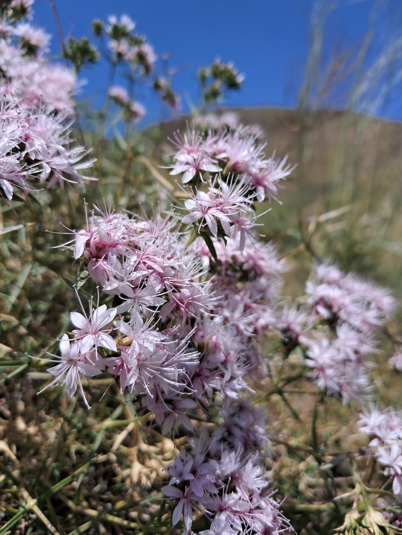 Acanthophyllum pachystegium
