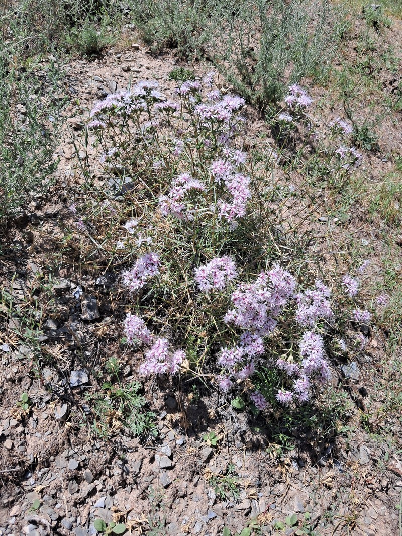 Acanthophyllum pachystegium photo 2