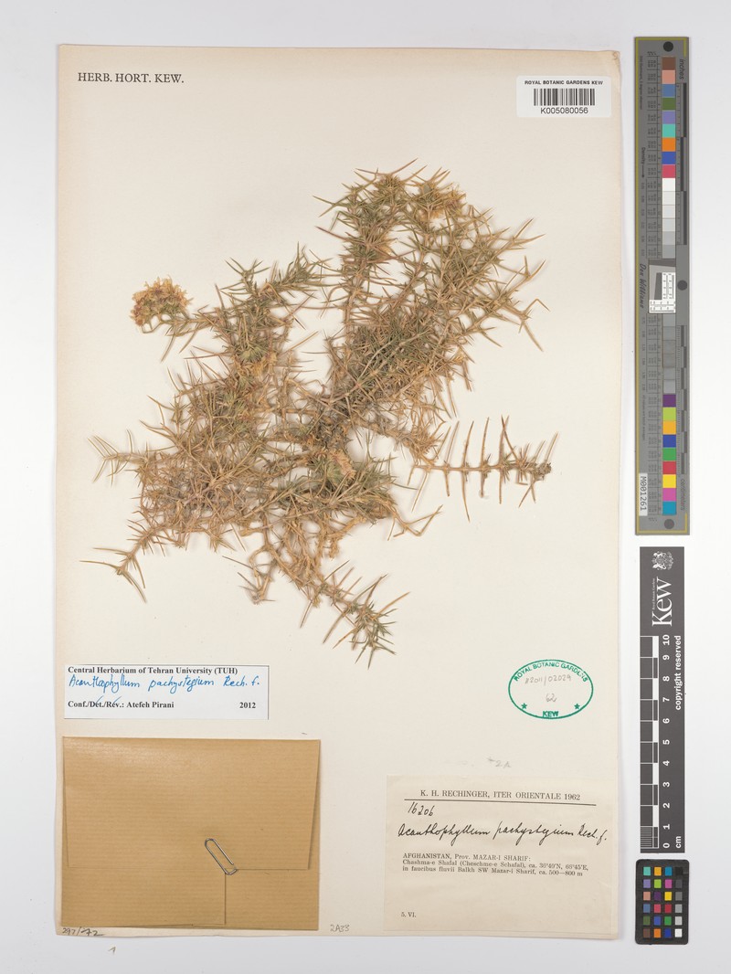 Acanthophyllum pachystegium photo 3