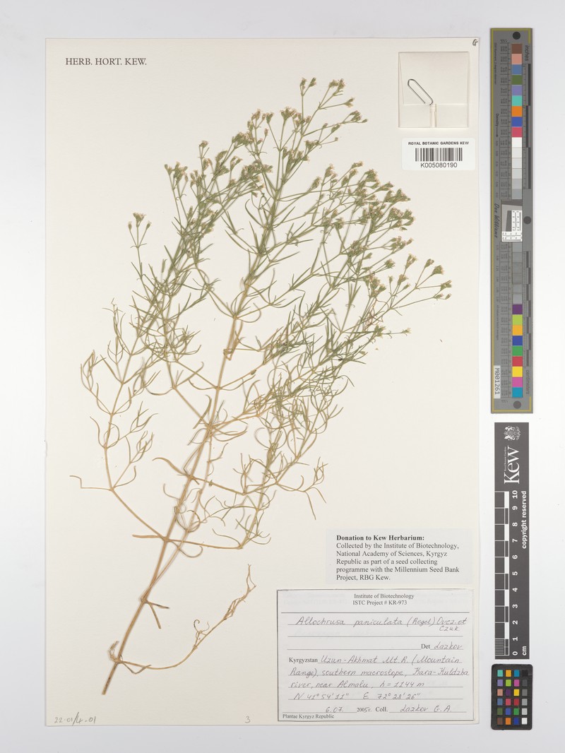Acanthophyllum paniculatum