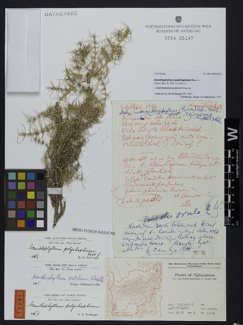 Acanthophyllum pulchrum