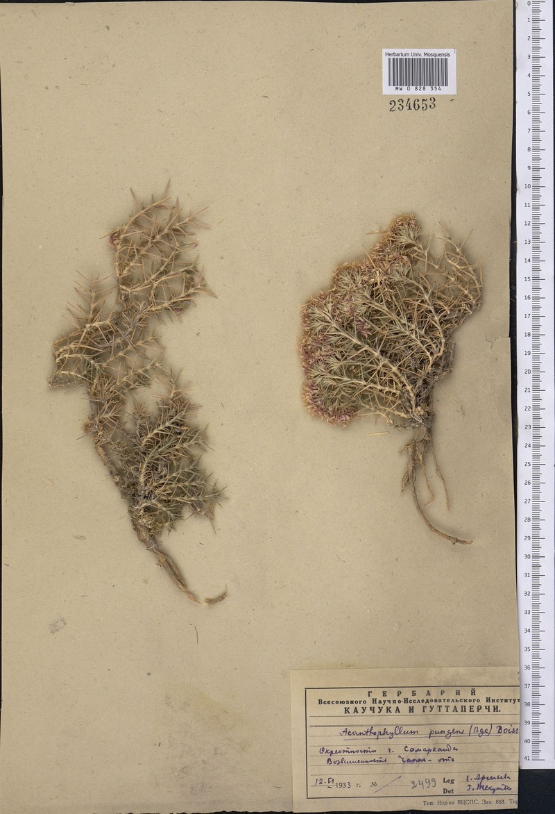 Acanthophyllum pulchrum photo 2