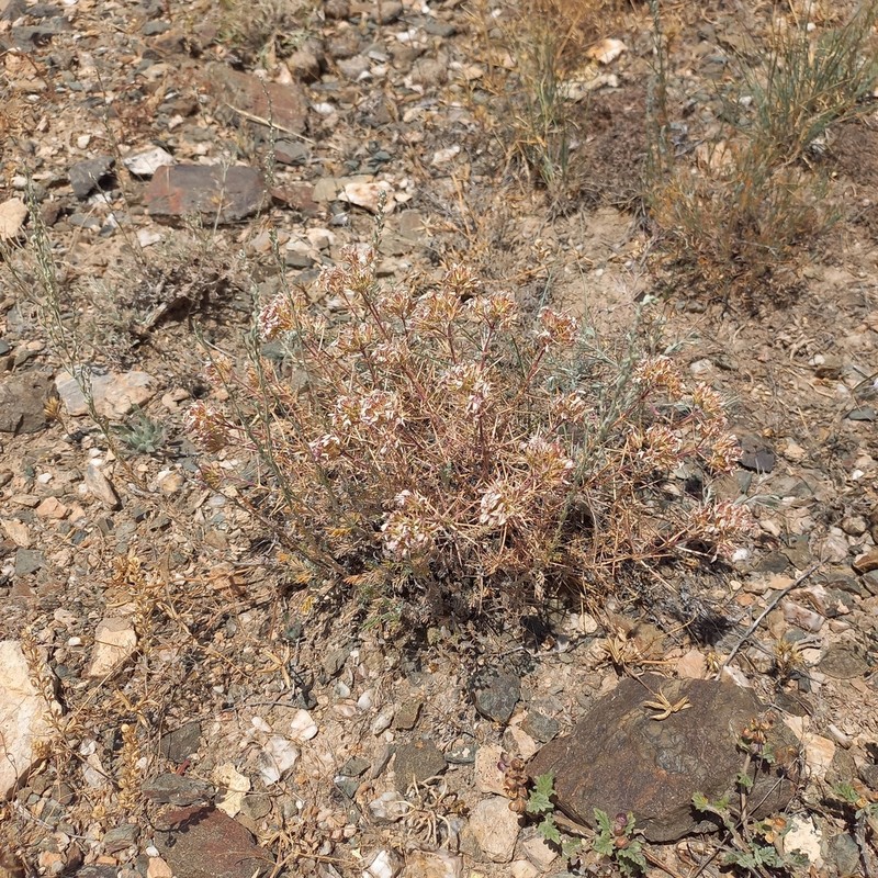 Acanthophyllum pungens photo 3
