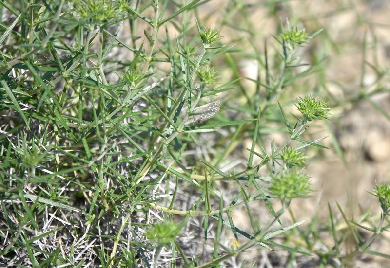 Acanthophyllum pungens photo 4