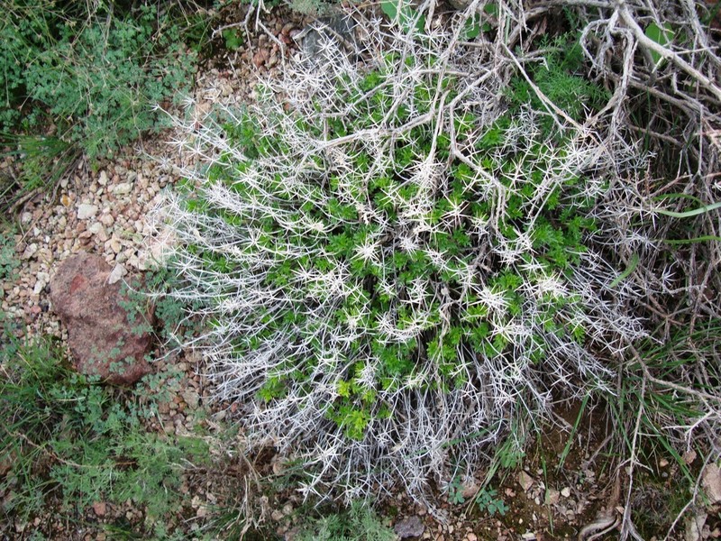 Acanthophyllum pungens photo 7