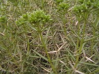 Acanthophyllum sordidum