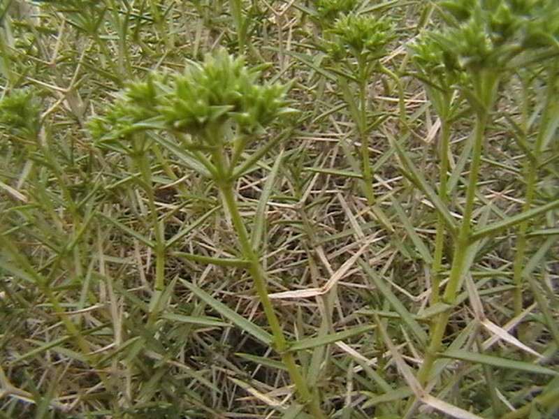 Acanthophyllum sordidum