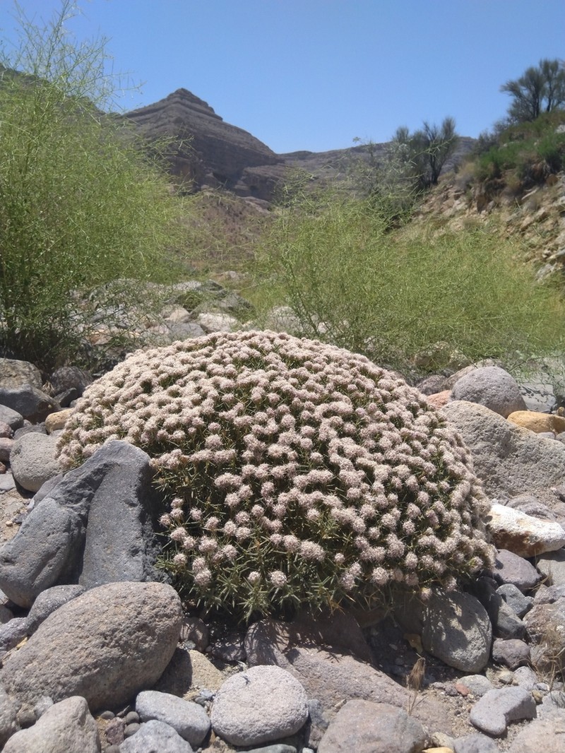 Acanthophyllum sordidum photo 2