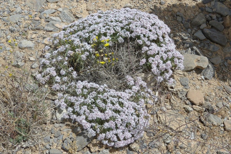 Acanthophyllum sordidum photo 4
