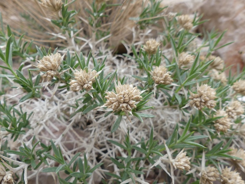 Acanthophyllum sordidum photo 5