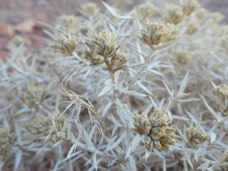 Acanthophyllum sordidum photo 6