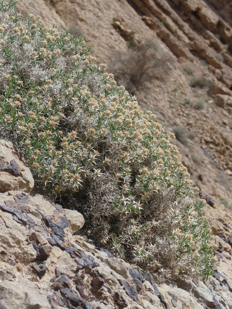 Acanthophyllum sordidum photo 7
