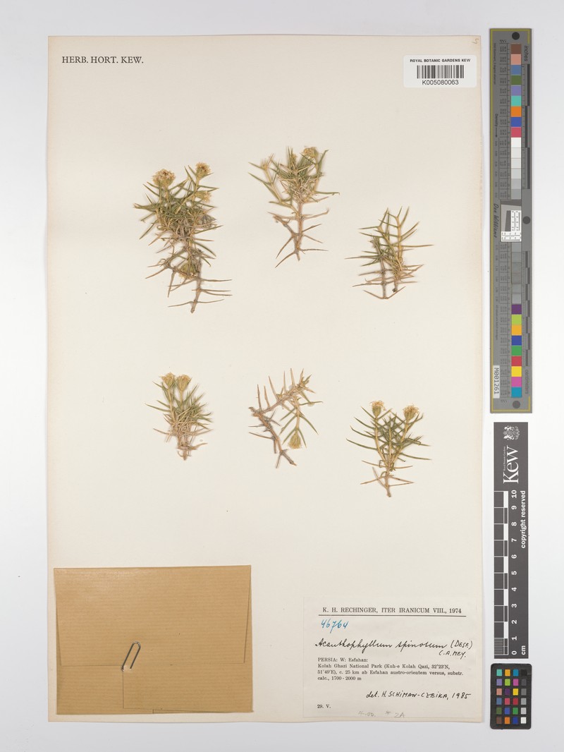 Acanthophyllum speciosum