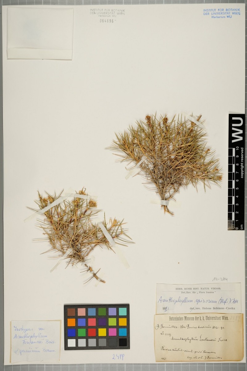 Acanthophyllum spinosum