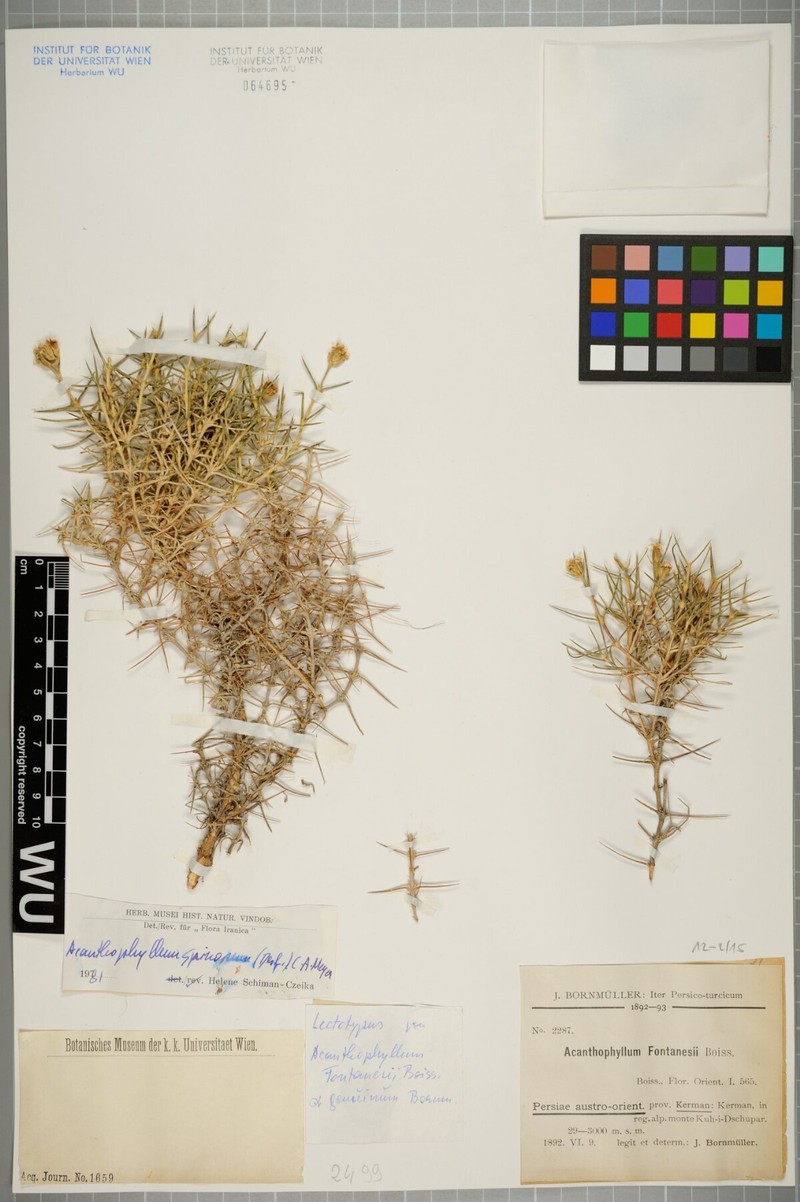Acanthophyllum spinosum photo 2