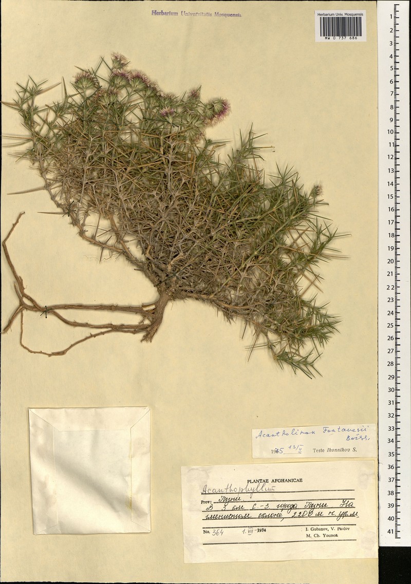 Acanthophyllum spinosum photo 3