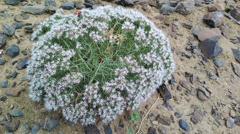 Acanthophyllum squarrosum photo 3