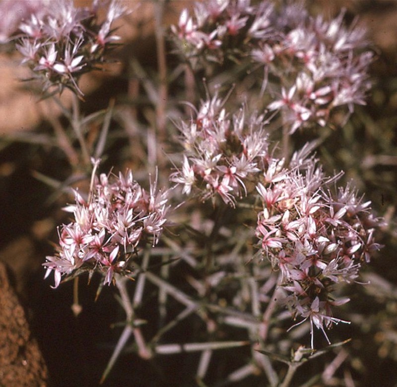 Acanthophyllum squarrosum photo 4