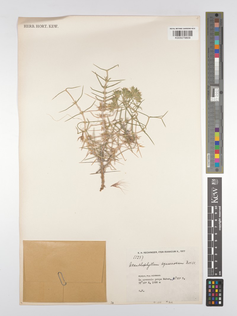 Acanthophyllum squarrosum photo 5