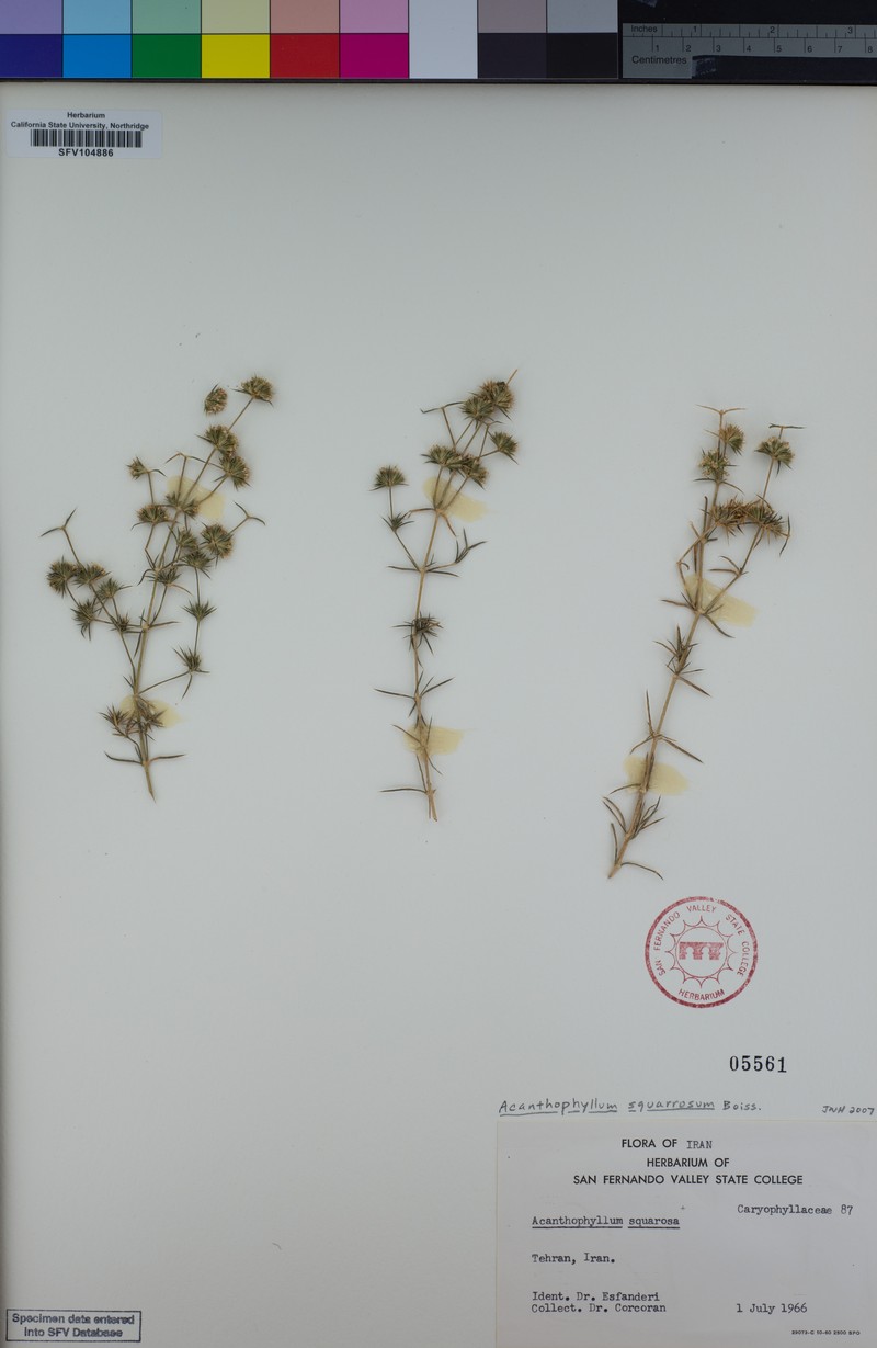 Acanthophyllum squarrosum photo 6