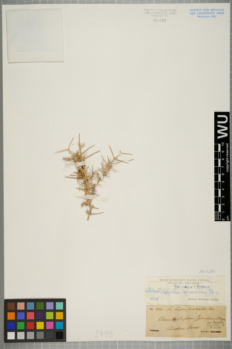 Acanthophyllum squarrosum photo 7