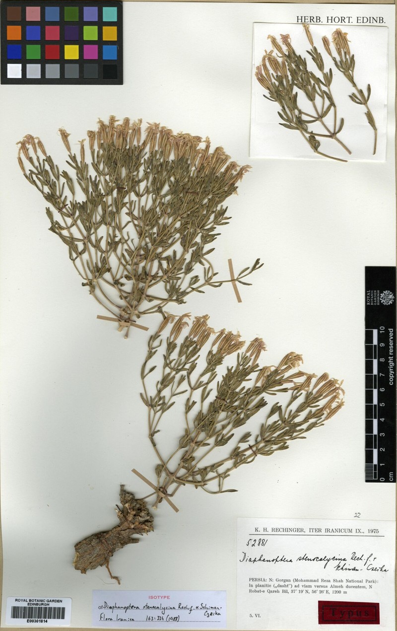 Acanthophyllum stenocalycinum