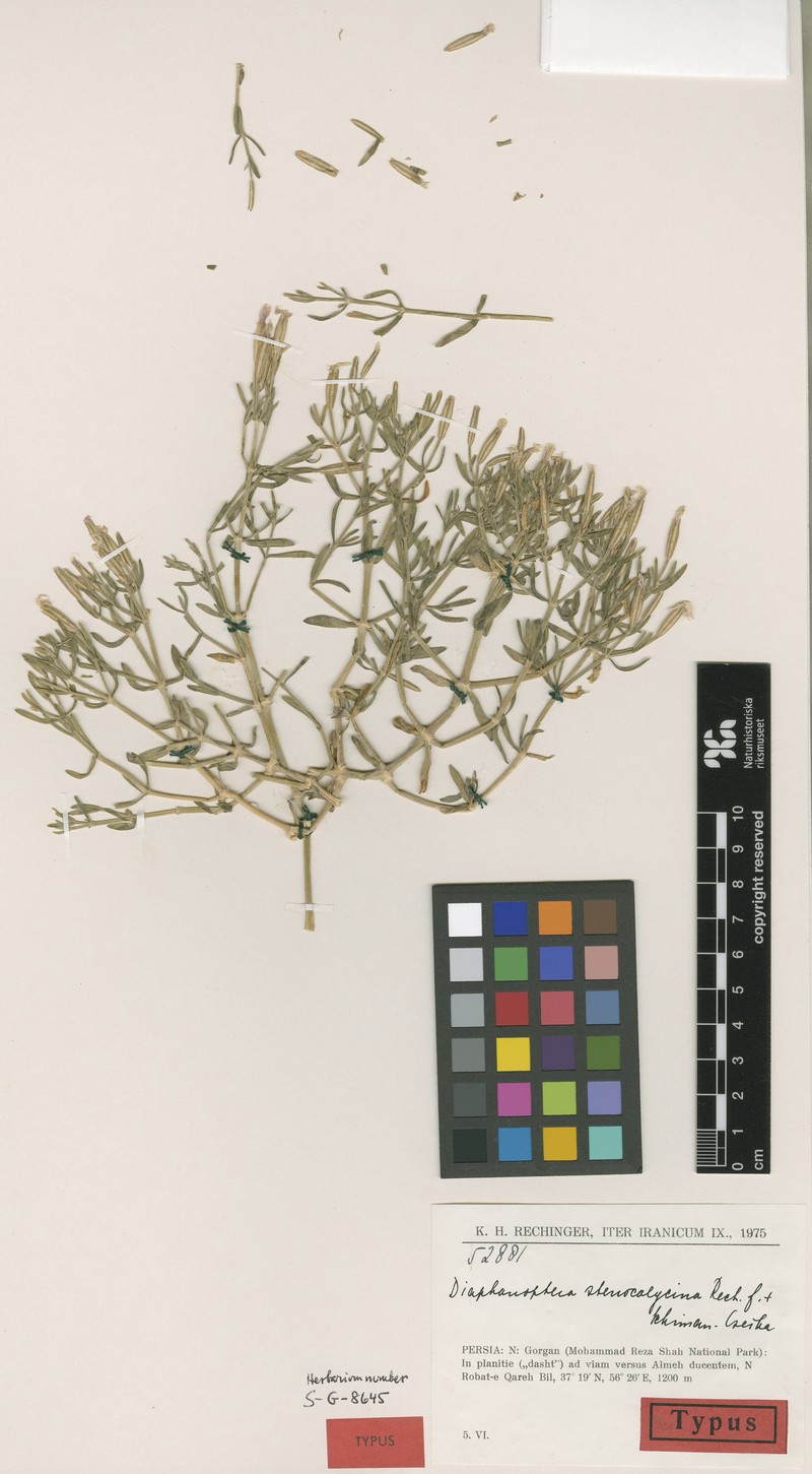 Acanthophyllum stenocalycinum photo 2