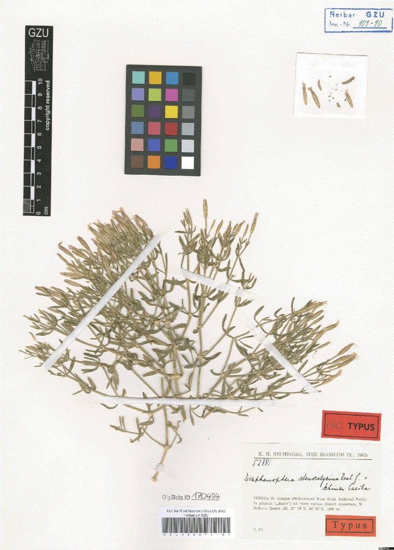 Acanthophyllum stenocalycinum photo 3