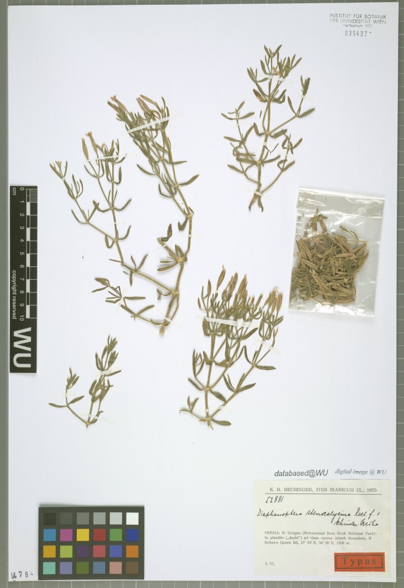 Acanthophyllum stenocalycinum photo 4