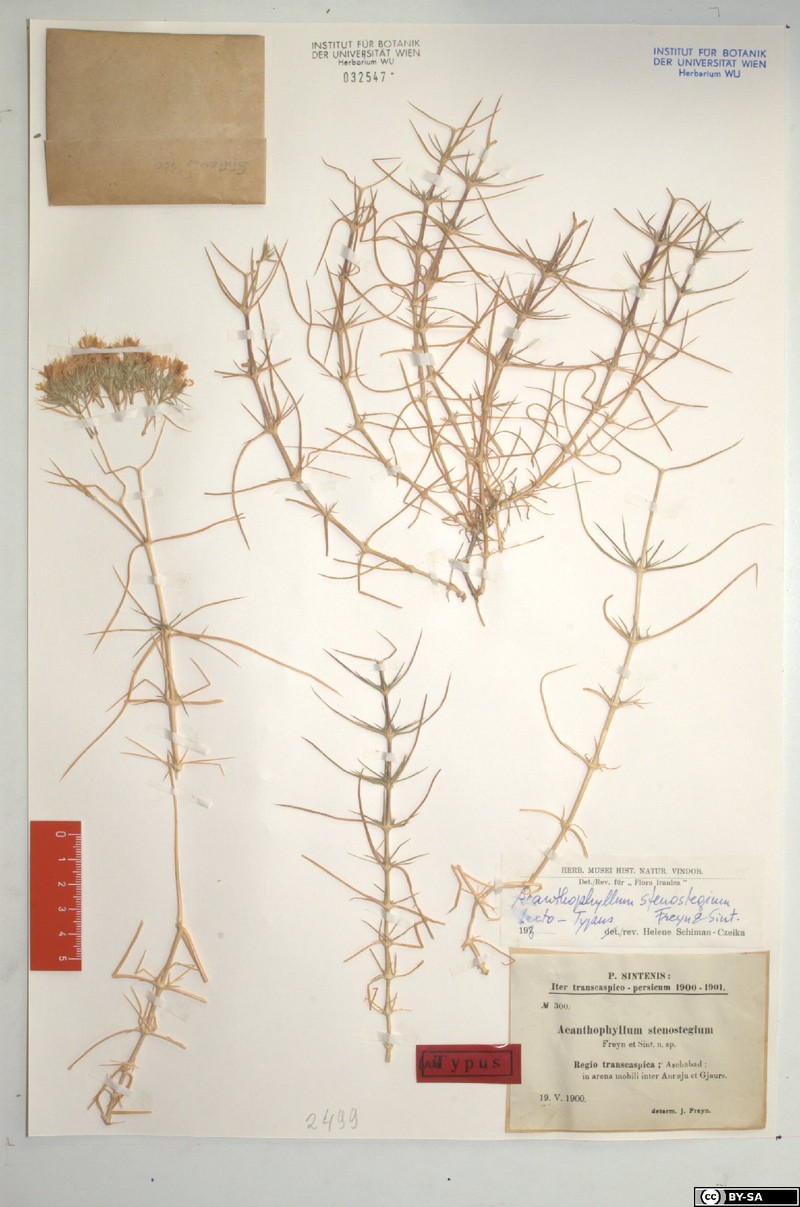 Acanthophyllum stenostegium