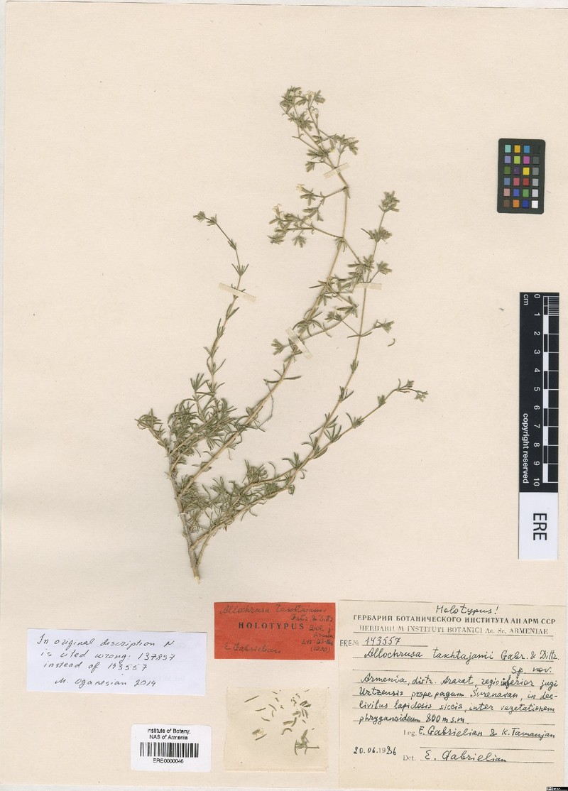 Acanthophyllum takhtajanii