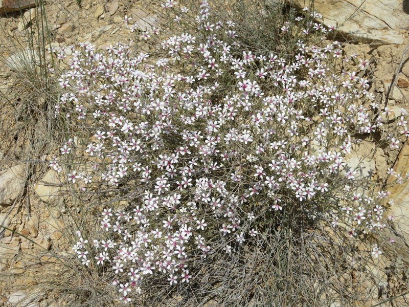 Acanthophyllum versicolor