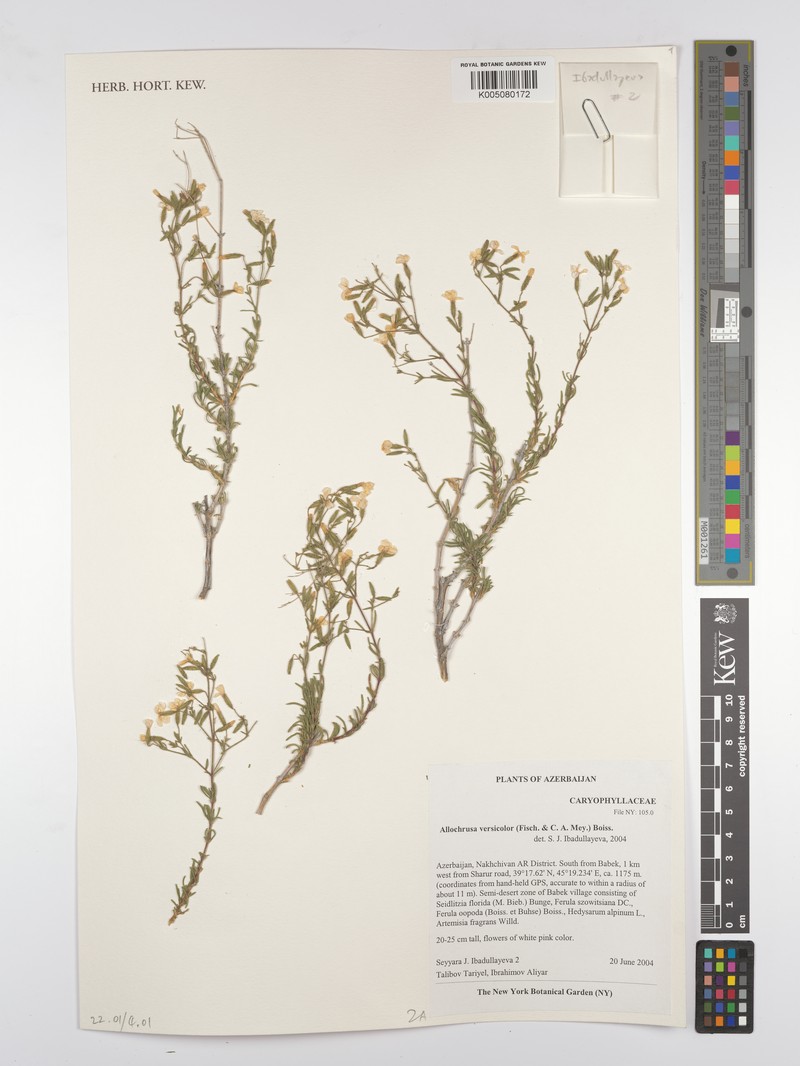 Acanthophyllum versicolor photo 2