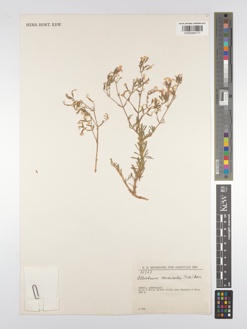Acanthophyllum versicolor photo 3