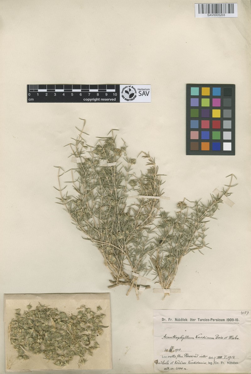 Acanthophyllum verticillatum