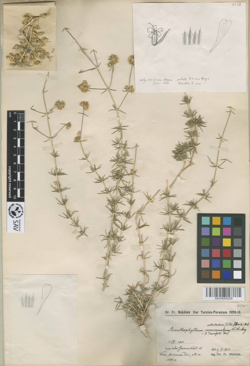 Acanthophyllum verticillatum photo 2