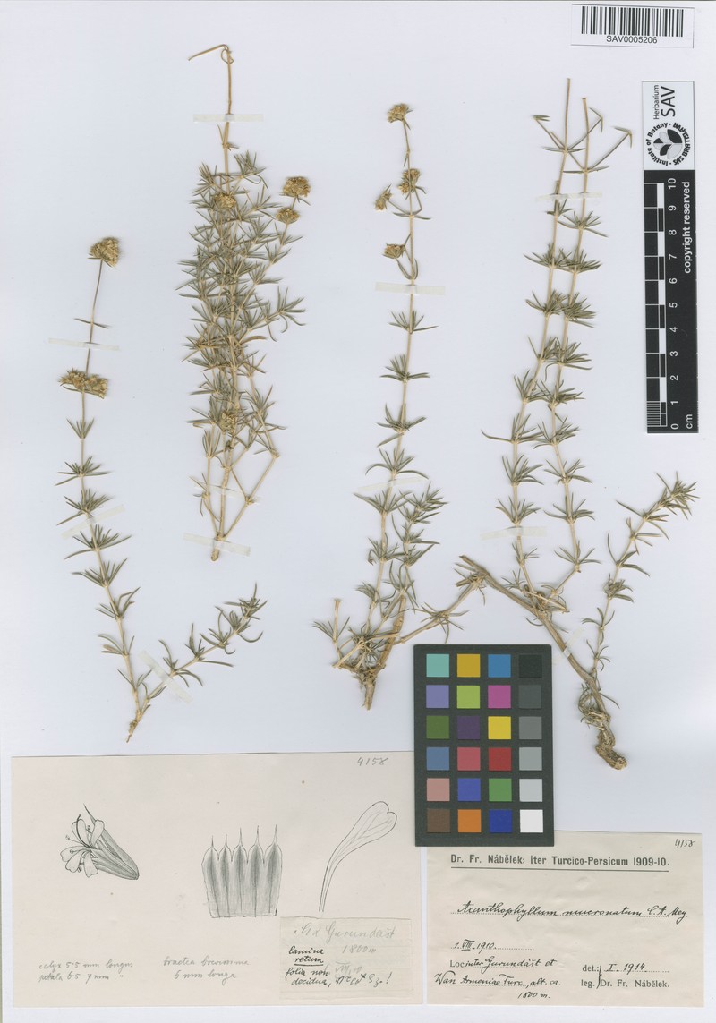 Acanthophyllum verticillatum photo 3