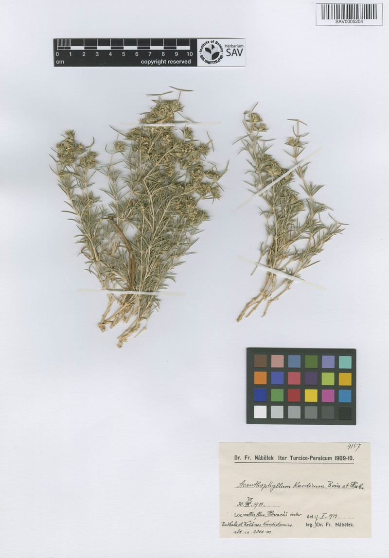 Acanthophyllum verticillatum photo 4