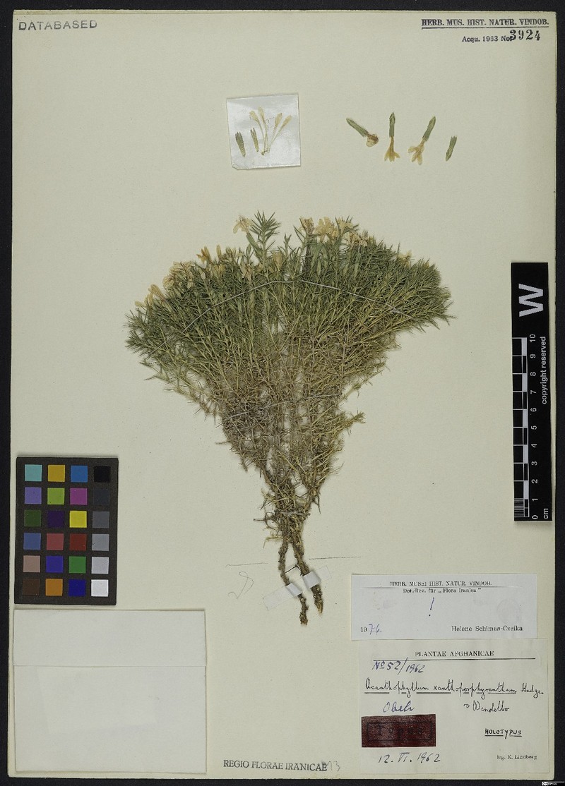 Acanthophyllum xanthoporphyranthum