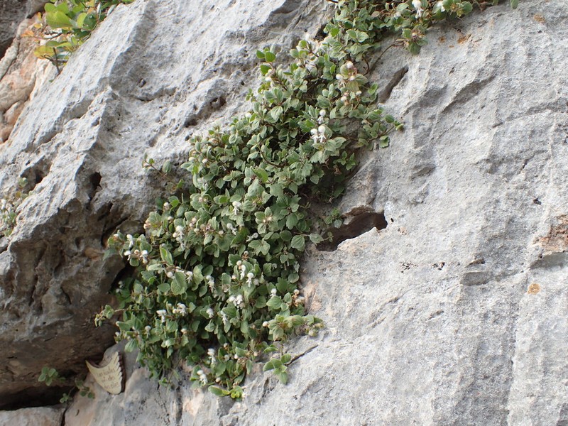 Acanthoprasium frutescens