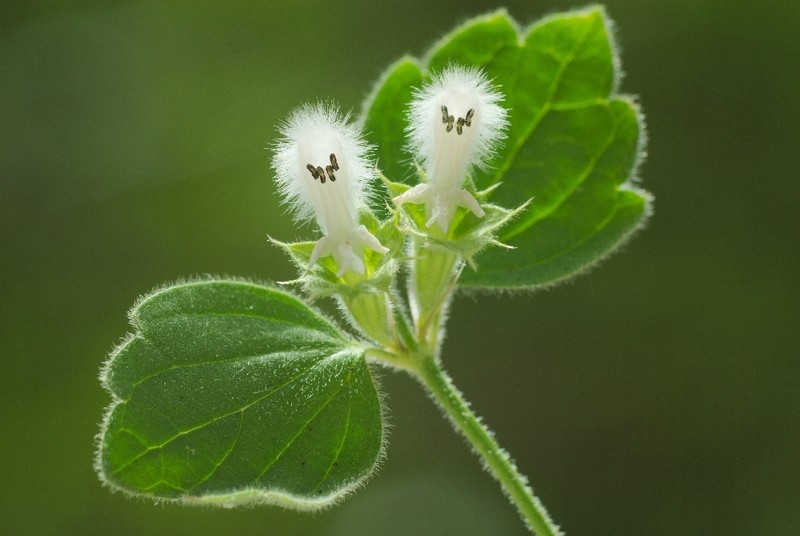 Acanthoprasium frutescens photo 2
