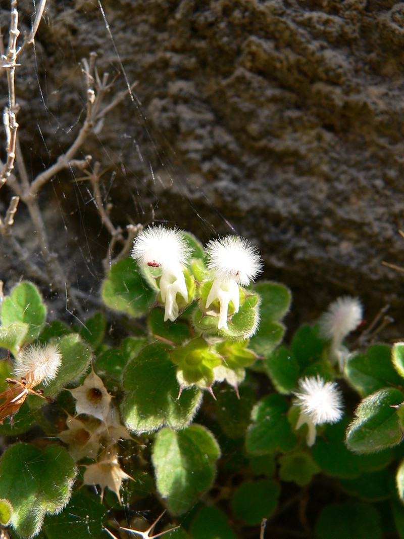 Acanthoprasium frutescens photo 3