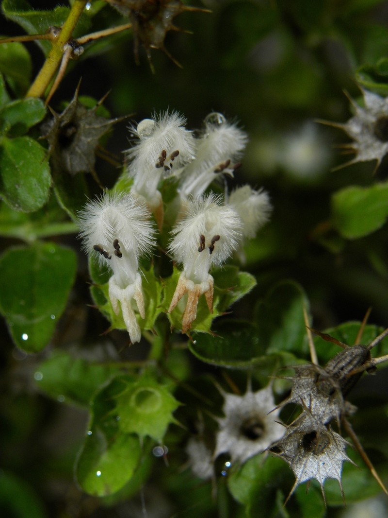 Acanthoprasium frutescens photo 4