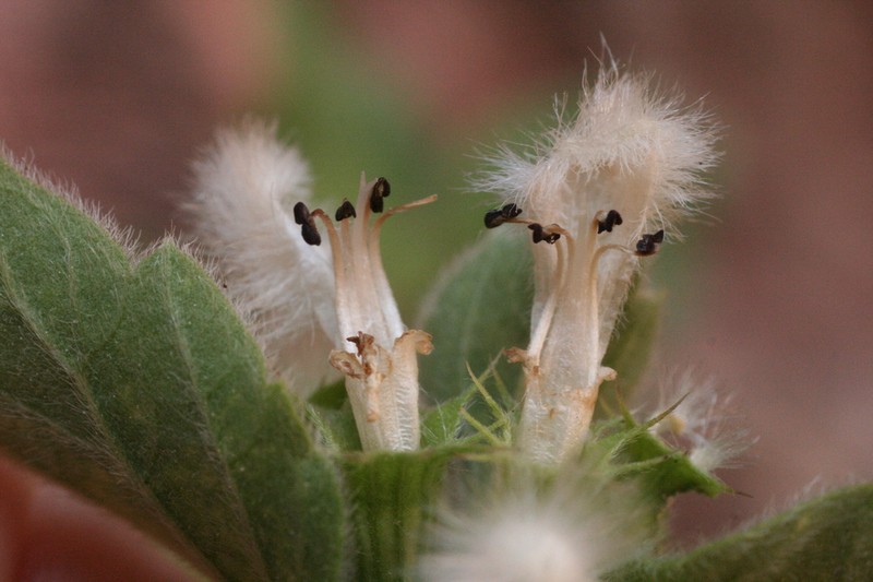 Acanthoprasium frutescens photo 5
