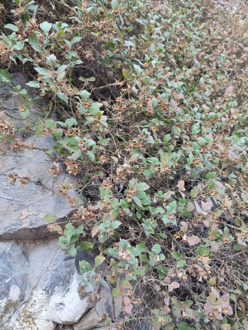 Acanthoprasium frutescens photo 6